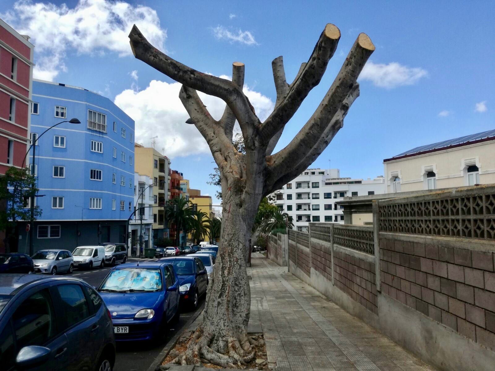 Podas salvajes y empeoramiento del estado de los jardines