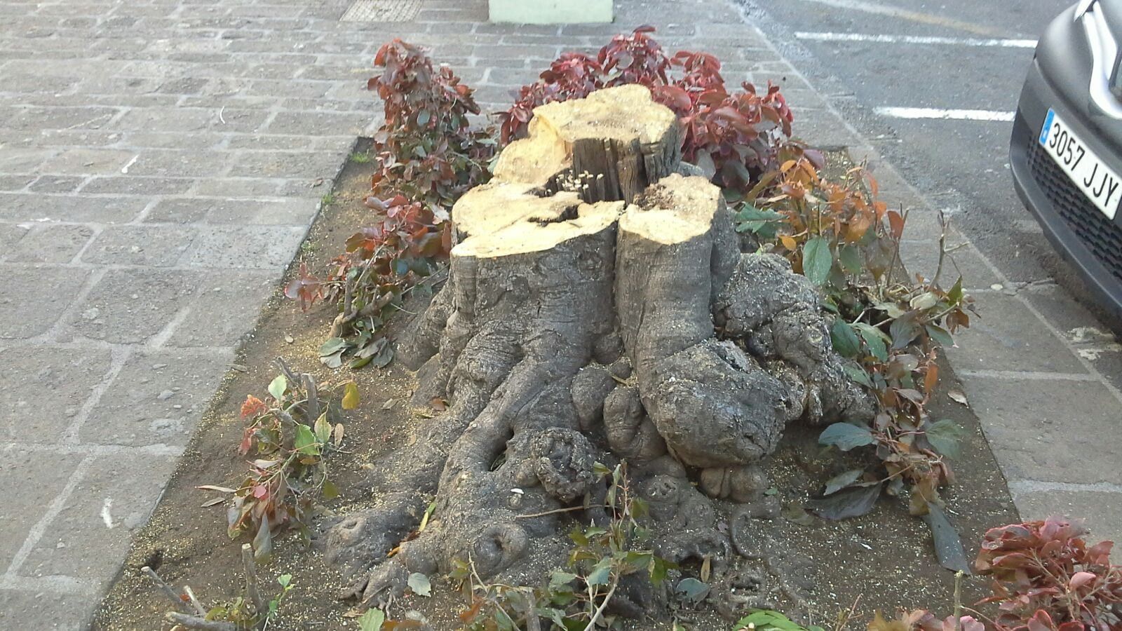 USP denuncia la tala de siete árboles de la plaza del Quiosco sin esperar a un informe independiente