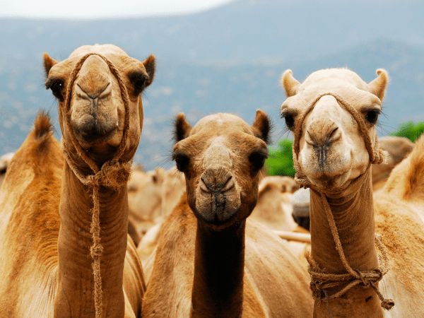 USP reitera la exigencia de suprimir el uso de animales en la cabalgata de Reyes