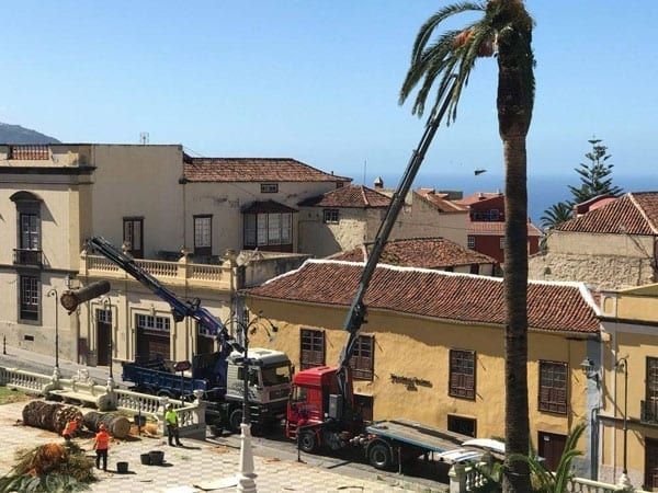 En 2017 el grupo de gobierno dejó morir seis ejemplares protegidos de palmera canaria por la falta de planes de diagnóstico y conservación