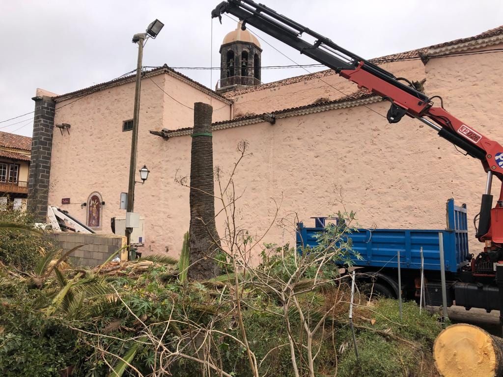 Asamblea por La Orotava acusa al grupo de gobierno de La Orotava de dejar morir a su séptimo ejemplar de Phoenix canariensis y apoya la denuncia de La Mesa del Árbol