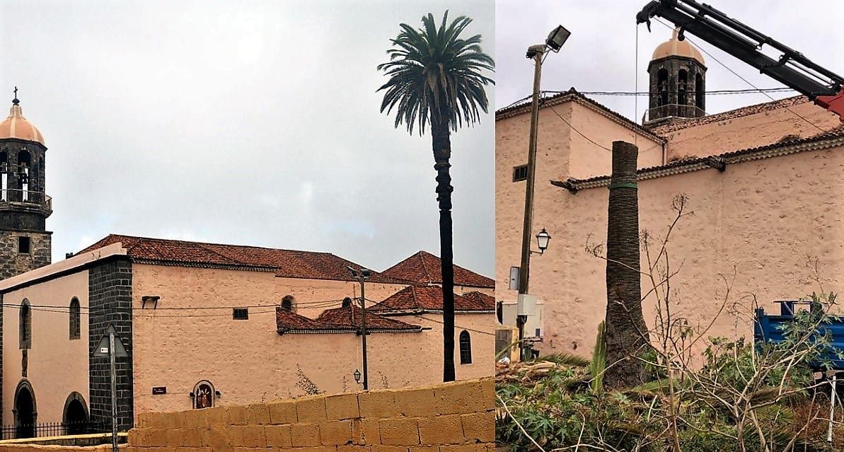 Se denuncia oficialmente la tala de la palmera de Santo Domingo
