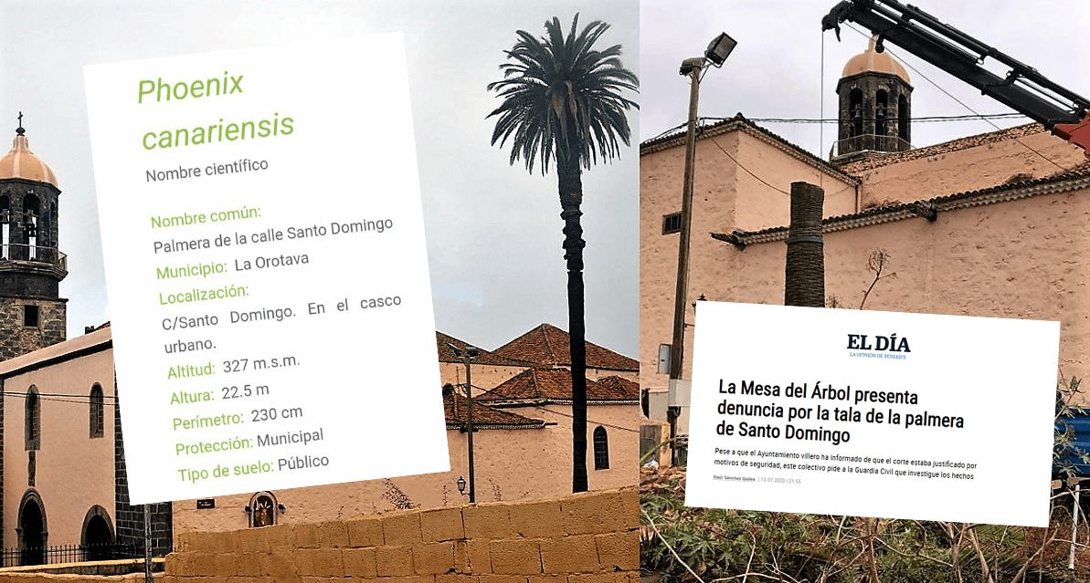 Asamblea por La Orotava acusa al grupo de gobierno de La Orotava de dejar morir a su séptimo ejemplar de Phoenix canariensis y apoya la denuncia de La Mesa del Árbol