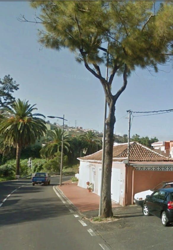 El Cabildo eliminará once árboles de la carretera TF-21 en el término municipal de La Orotava