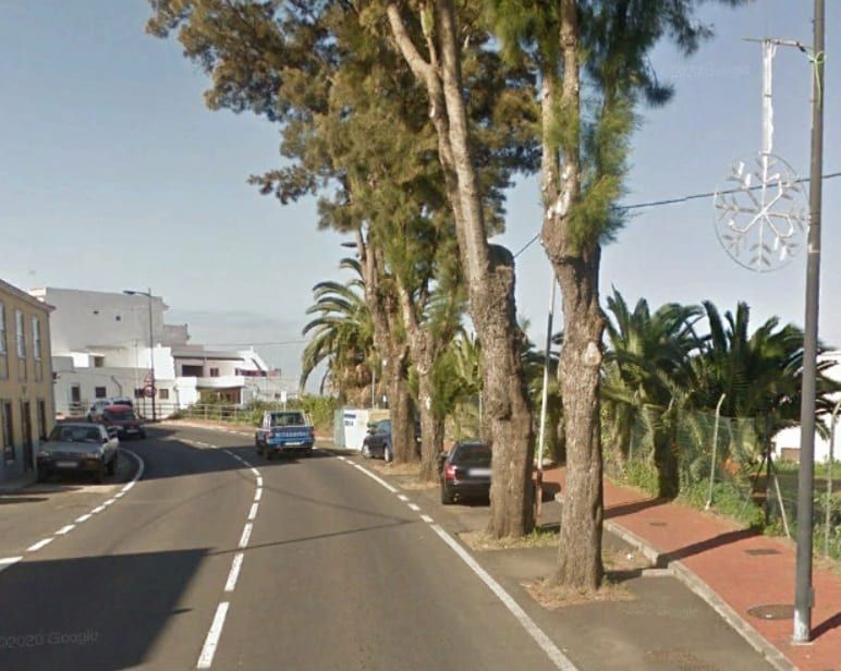 El Cabildo eliminará once árboles de la carretera TF-21 en el término municipal de La Orotava