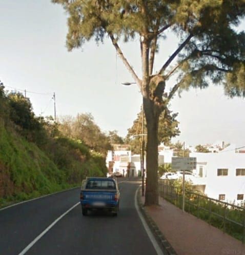 El Cabildo eliminará once árboles de la carretera TF-21 en el término municipal de La Orotava