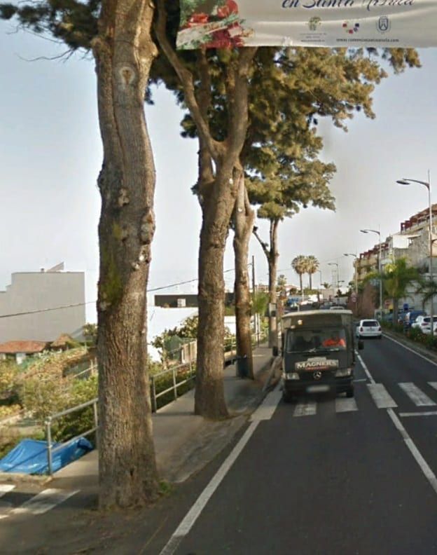 El Cabildo eliminará once árboles de la carretera TF-21 en el término municipal de La Orotava