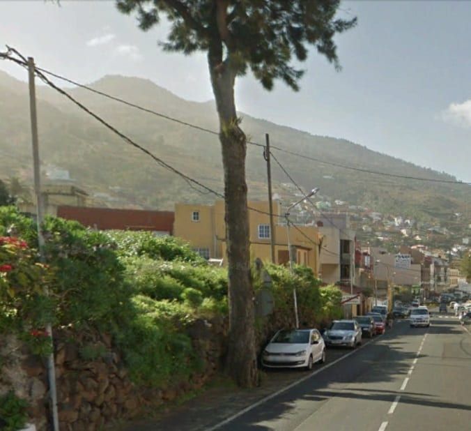 El Cabildo eliminará once árboles de la carretera TF-21 en el término municipal de La Orotava